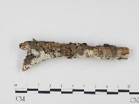 藏品(冇骨消絲齒菌)的圖片