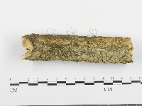 藏品(阿太菌屬)的圖片