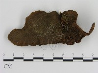 藏品(刺革菌屬)的圖片