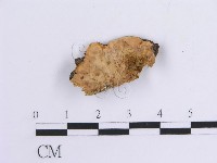 藏品(韌革菌屬)的圖片