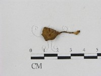 藏品(小菇屬)的圖片