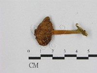 藏品(小菇屬)的圖片