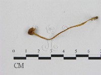 藏品(小菇屬)的圖片