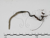 藏品(炭角菌屬)的圖片