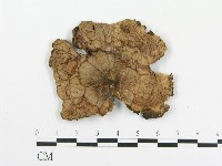 藏品(傘菌屬)的圖片