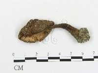 藏品(傘菌屬)的圖片