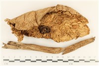 藏品(高大環柄菇)的圖片