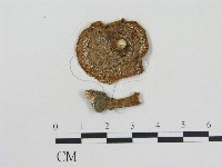 藏品(乳菇屬)的圖片