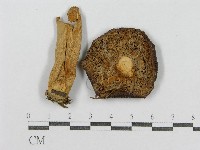 藏品(紅菇屬)的圖片