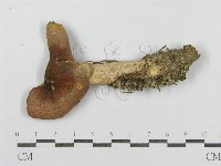 藏品(紅菇屬)的圖片