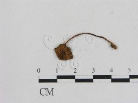 藏品(小菇屬)的圖片