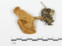 藏品(杯傘屬)的圖片