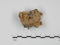 藏品(硬孔菌屬)的圖片