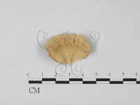 藏品(雲芝)的圖片