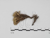 藏品(棕色革菌)的圖片