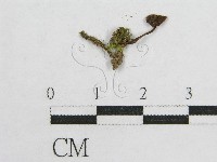 藏品(盔孢傘屬)的圖片