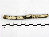 藏品(顯絲菌屬)的圖片