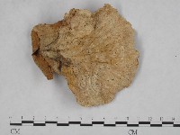 藏品(優雅波邊革菌)的圖片