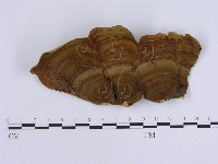 藏品(蠔韌革菌)的圖片