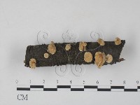 藏品(雲芝)的圖片