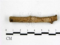 藏品(顯絲菌屬)的圖片