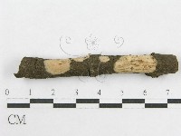 藏品(絲皮菌屬)的圖片