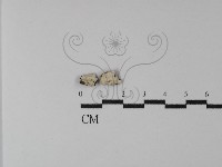 藏品(樹狀皮革菌屬)的圖片