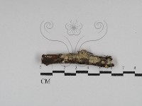 藏品(叉絲革菌屬)的圖片