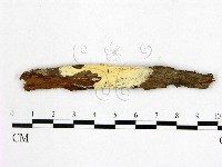 藏品(顯絲菌屬)的圖片