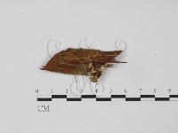 藏品(韌革菌屬)的圖片