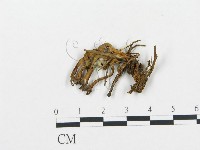 藏品(珊瑚菌屬)的圖片