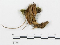 藏品(珊瑚菌屬)的圖片