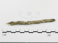 藏品(串擔革菌屬)的圖片