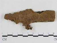 藏品(刺革菌屬)的圖片