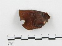 藏品(多孔菌屬)的圖片