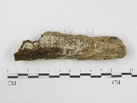 藏品(絲皮菌屬)的圖片