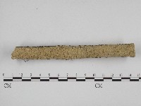 藏品(叉絲革菌屬)的圖片