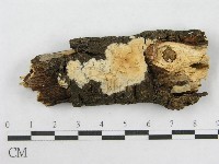 藏品(射脈菌屬)的圖片