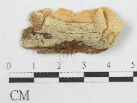 藏品(絲皮菌屬)的圖片