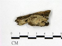 藏品(顯絲菌屬)的圖片