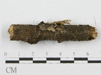 藏品(筍殼菌屬)的圖片