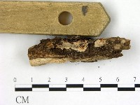 藏品(刺皮菌屬)的圖片