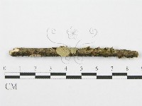 藏品(筍殼菌屬)的圖片