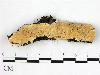 藏品(顯絲菌屬)的圖片