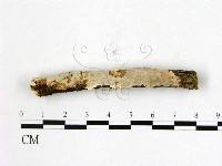 藏品(顯絲菌屬)的圖片