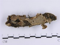 藏品(韌革菌屬)的圖片