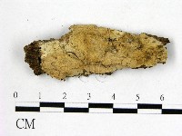 藏品(顯絲菌屬)的圖片