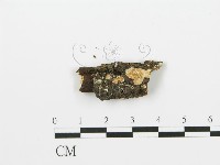 藏品(射脈菌屬)的圖片