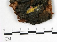 藏品(花耳屬)的圖片