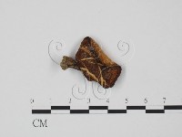 藏品(多孔菌屬)的圖片